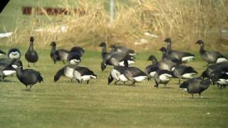 preview picture of video 'Pale-bellied Brent Geese (Branta bernicla hrota) at Horumersiel, Germany'