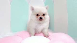 ハーフ犬の動画01