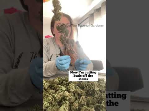 How to CURE Cannabis