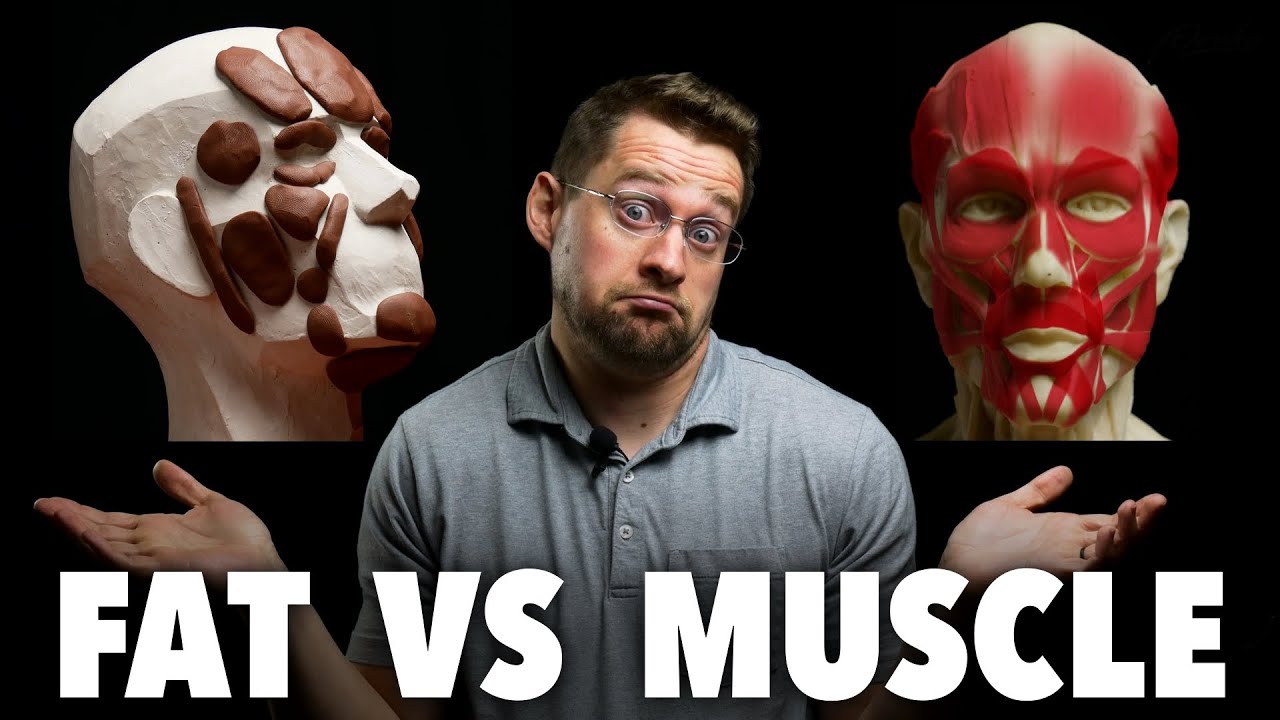Fat Pads VS Muscles Of Face For Artists