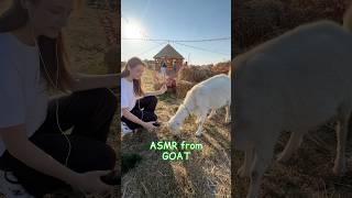 ASMR from GOAT #asmr #tingles #asmrsounds #relax #tingly #asmrsounds #asmrvideo #asmrrelax