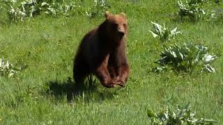 Juvenile Grizzly Bear Running Down Hillside