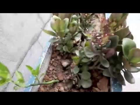 Huawei P8 vs P8 Lite - Front Camera Test Comparison