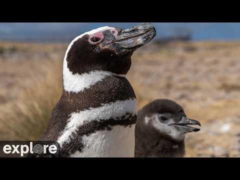 Patagonia Penguin Nest