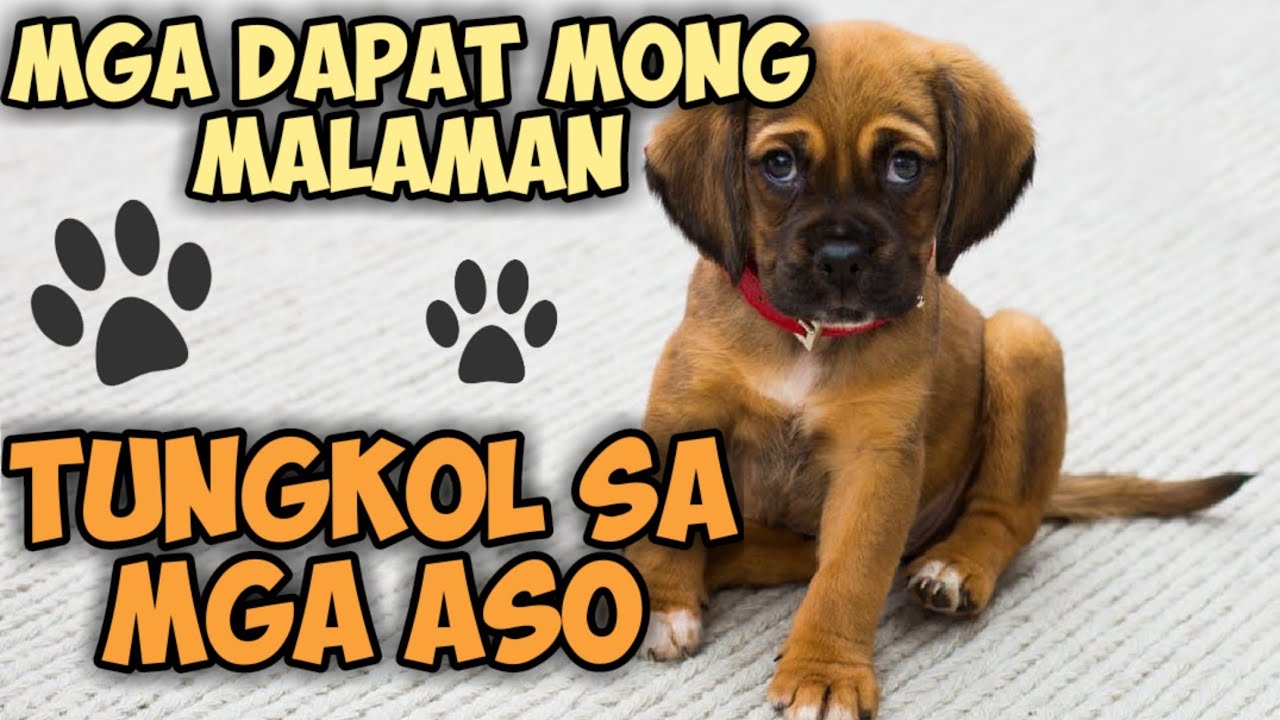 Putar video Mga dapat tandaan sa pag aalaga ng aso | Benipisyo ng pag aalaga ng aso sekarang Mga dapat tandaan sa pag aalaga ng aso | Benipisyo ng pag aalaga ng aso