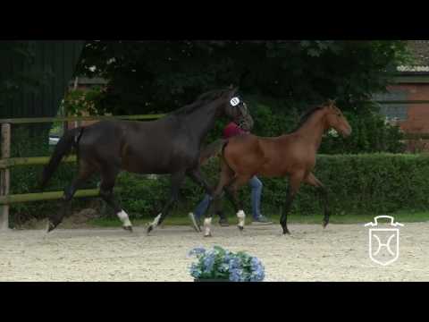 14 Hengstfohlen von Diamant de Semilly - Casall - Carthago