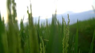 Download lagu Video Background Pemandangan Sawah No Copyright mp3