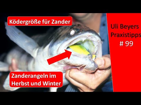 Ködergröße für Zander im Herbst und Winter
