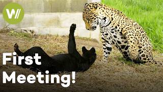 Jaguar Raised by Humans Meets One of Her Own
