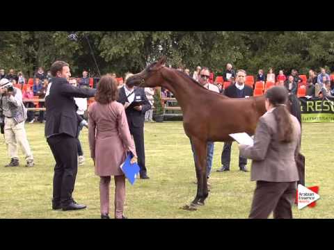 N.119 NAPLES MOULIN ROUGE - Bruges 2015 International - Yearling Fillies (Class 101B)