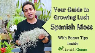 Spanish Moss | Tillandsia Useneoids | Air plant How to care | Easy Tips for growing indoors