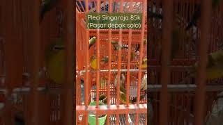 Download lagu BURUNG PLECI OMBYOKAN ❗ PLECI SINGARAJA ❗PLECI BALI ❗TERNAK PLECI mp3 Download lagu BURUNG PLECI OMBYOKAN ❗ PLECI SINGARAJA ❗PLECI BALI ❗TERNAK PLECI mp3