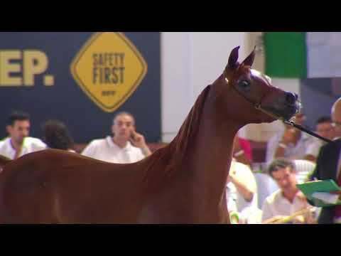 N.32 VA LADY MADHJRA - Italian Nationals 2018 - 2 Years Old Fillies (Class 2)