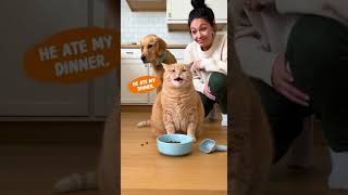 Download lagu Cat Played Everyone mp3 Download lagu Cat Played Everyone mp3