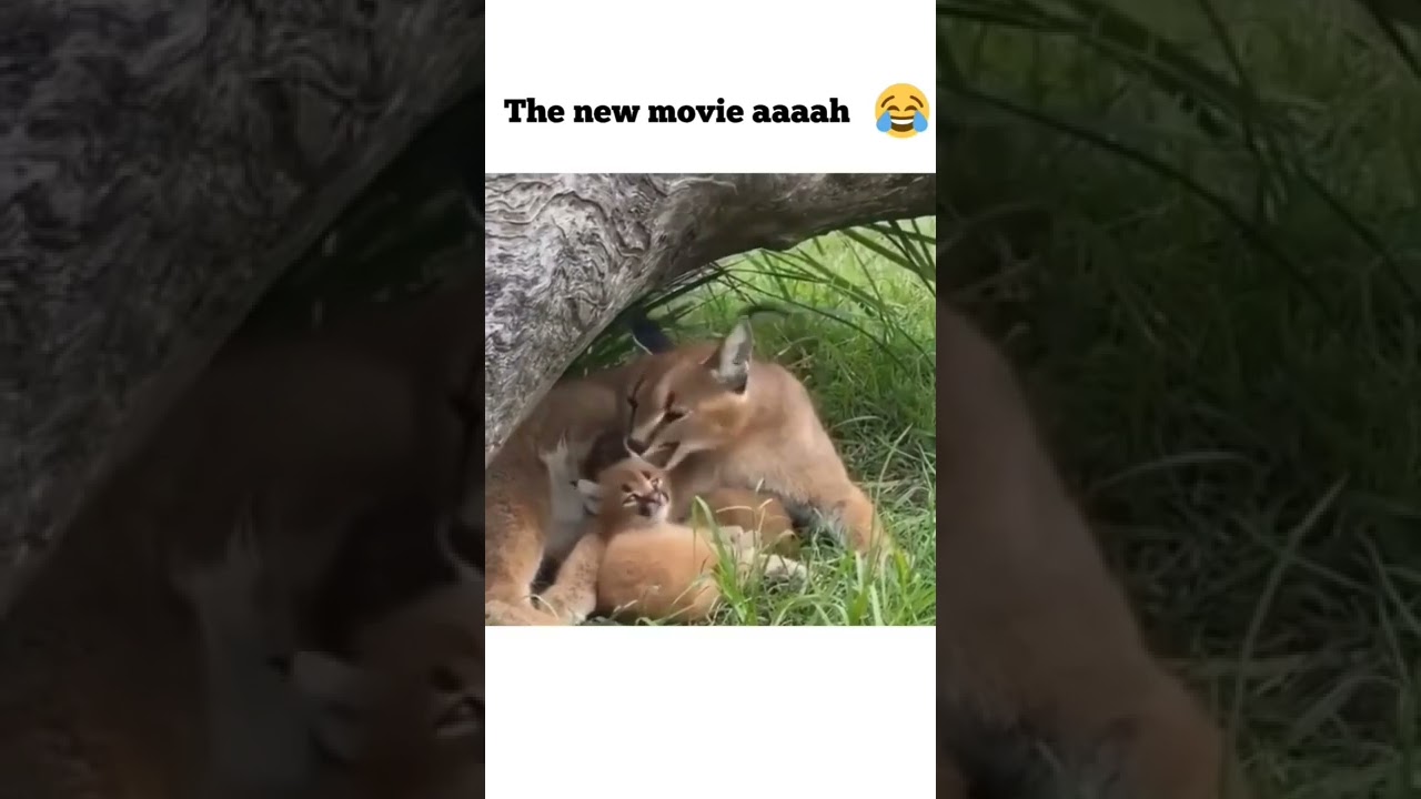 nothing just wild cats yawning #cat#funny