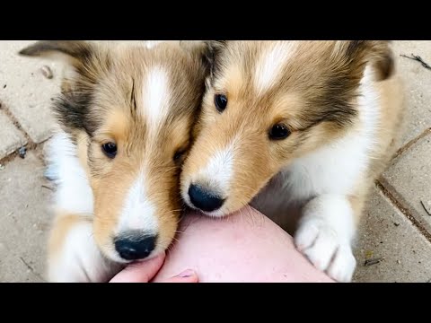 ADORABLE Rough Collie puppy puppies compilation cute moments lassie breed🥰🥰