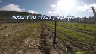 ענבי טלי סיום עונת 2014 - יוצא אל האור