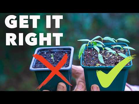 Tomato Growing Masterclass My Blueprint to Success Every Time