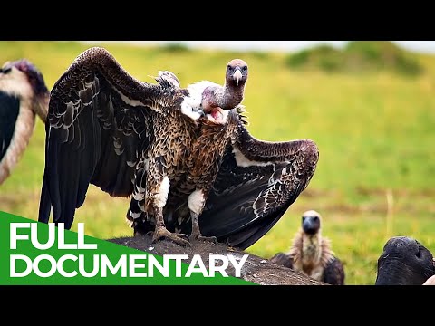Vanishing Vultures - A Race Against Time | Giving Nature A Voice | Free Documentary Nature