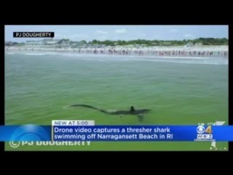 Thresher Shark Swims Near Shore At Narragansett Beach In Rhode Island