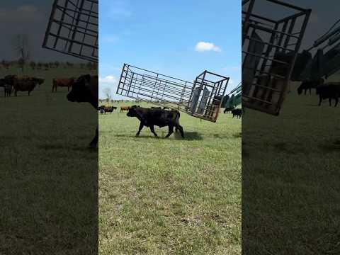 HASTA İNEĞİ TRAKTÖR KAFESİ İLE YAKALAMAK