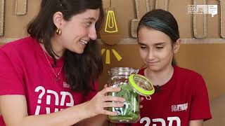 Pickled cucumbers
