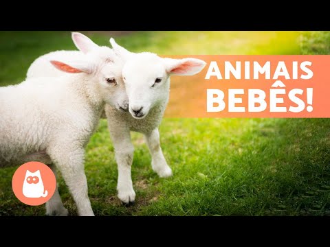 OS ANIMAIS FILHOTES mais fofos do MUNDO! 🐼🦊