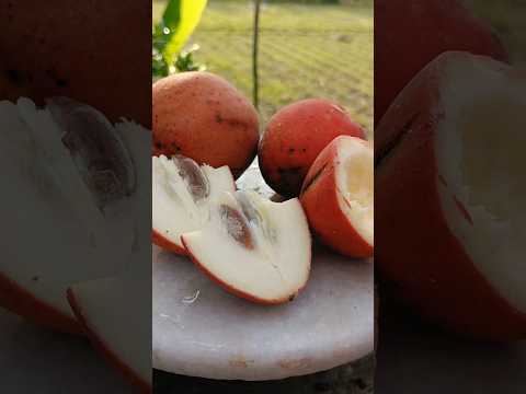 The best way to cut a Gab❤️ #shorts #gab #fruit #ytshorts