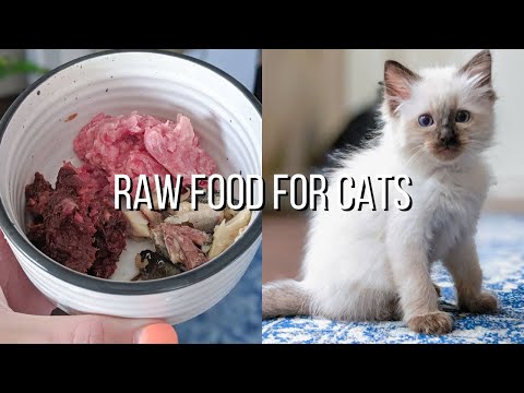 The RAW FOOD DIET I Am Feeding My Kitten