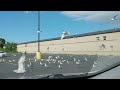 Seagulls Eating Bread In The Parking Lot