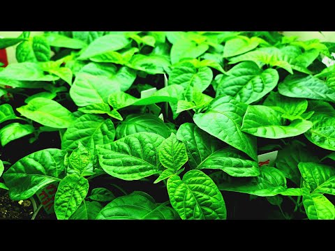 Hot Pepper Growing Update 4/5/2022