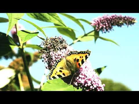 Morah - Contrast [Bizarre Beauty]