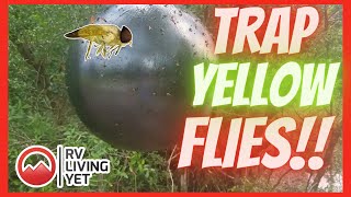 How to get rid of yellow flies with TangleFoot- Safe Natural DIY Fly Trap