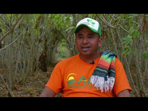 Alianza Almidones de Sucre