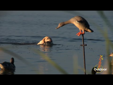 Duck Hunting Dogs: "Teamwork" "Hunting"