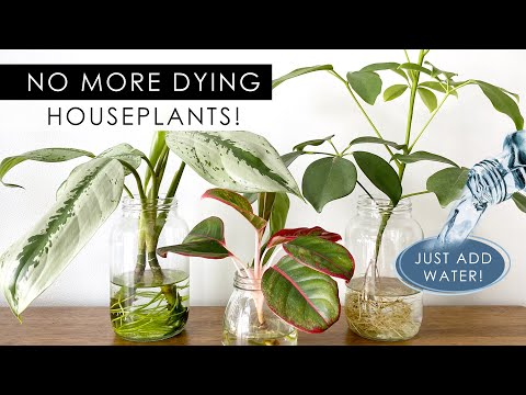 These Beautiful Indoor Plants Don't Need Soil to Grow