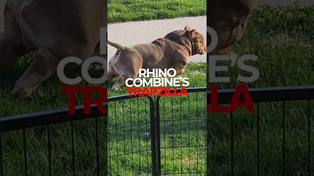 Extreme Pocket American Bully “TrapZilla” returns 🐶🔥