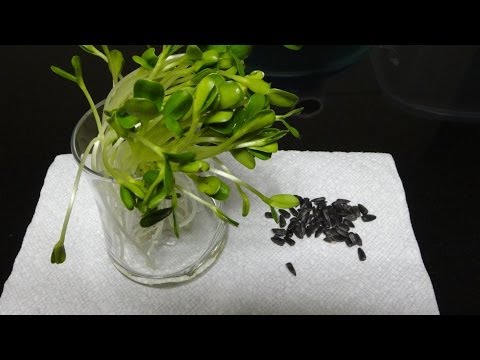 How To Grow Sunflower Sprouts/Microgreens Video
