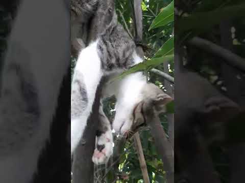 curious and playful kitten❤️