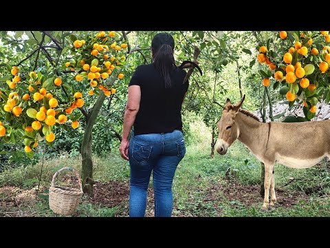 Storm Strikes | Live the beginning of winter in mountain villages