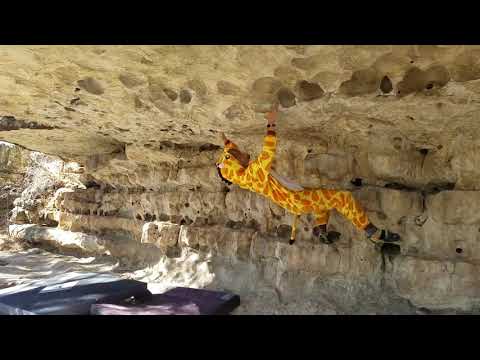 Giraffe climbing the bat roof!!