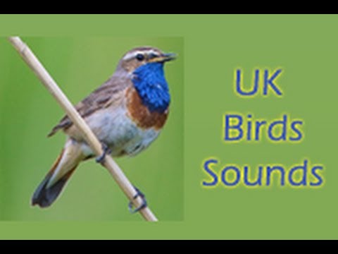 UK Birds Sounds Video