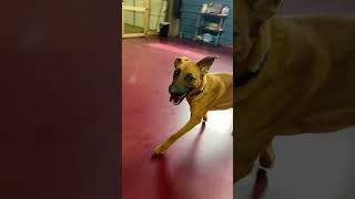 Video preview image #1 Boxer-German Shepherd Dog Mix Puppy For Sale in Webster, WI, USA