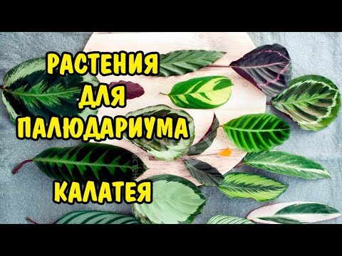, title : 'РАСТЕНИЯ ДЛЯ ПАЛЮДАРИУМА. КАЛАТЕЯ. PLANTS FOR PALUDARIUM. CALATHEA.