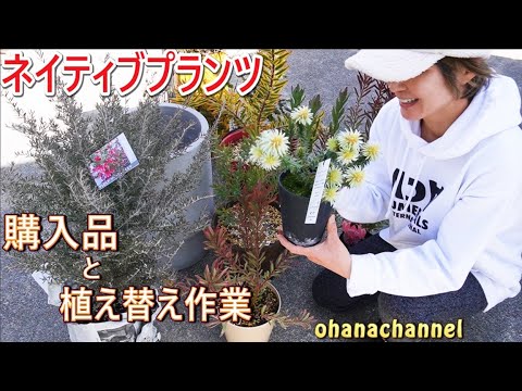 園芸 モネルス・ピンパーネル、モネル・ピンパーネル、ブルー・アナガリス、ブルー・ピンパーネル