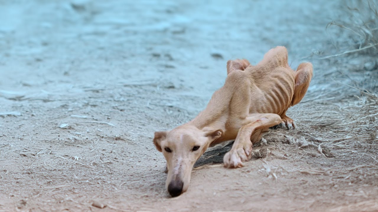 Skinny Dog Pleads Neighbor for Help After Escaping The Shed Where He was Confined For Life
