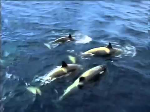 Nερό το μεγάλο μυστήριο (ΤΟ ΝΕΡΟ ΕΧΕΙ ΜΝΗΜΗ)