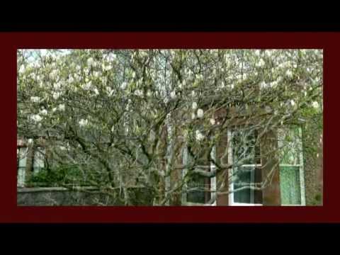 download lagu mp3 mp4 Magnolia Susan Tree For Sale, download lagu Magnolia Susan Tree For Sale gratis, unduh video klip Magnolia Susan Tree For Sale