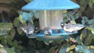 preview picture of video 'Southern African Birds: Bronze Mannikin at a feeder'