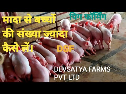 Yorkshire pigs female farm pig, 114 days, 75-100 kg